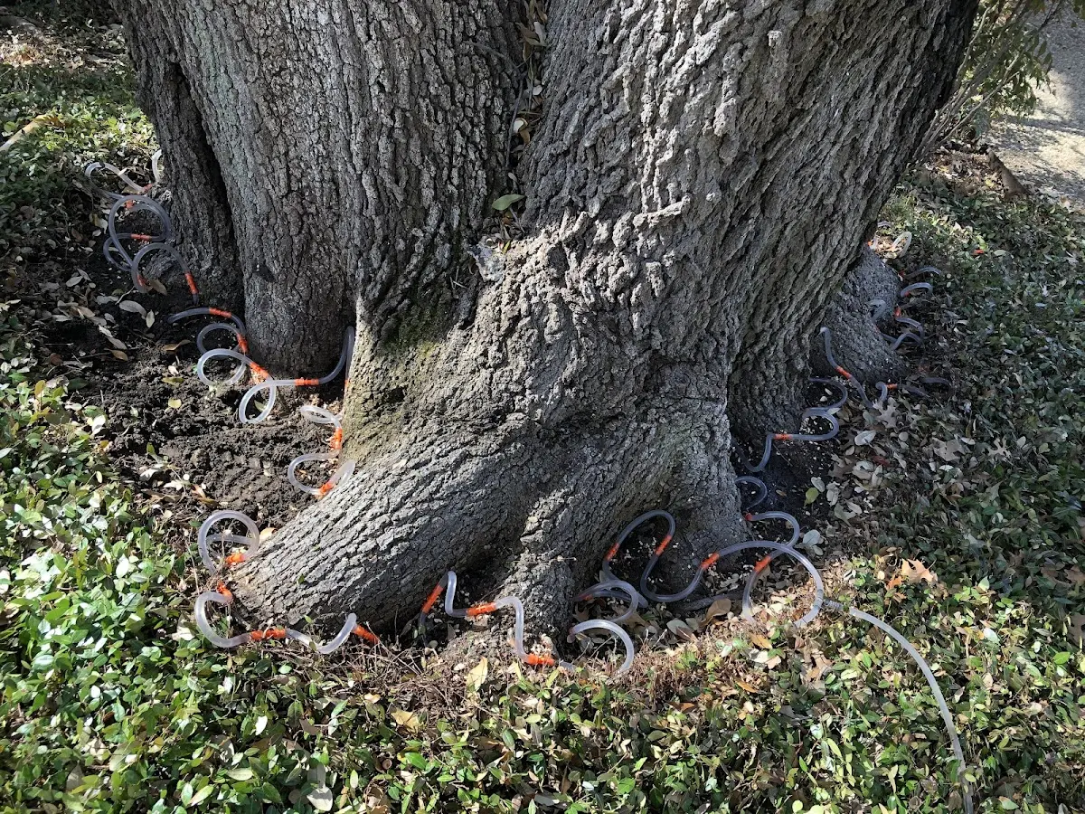 Detailed Tree Cabling and Bracing job site in La Sal
