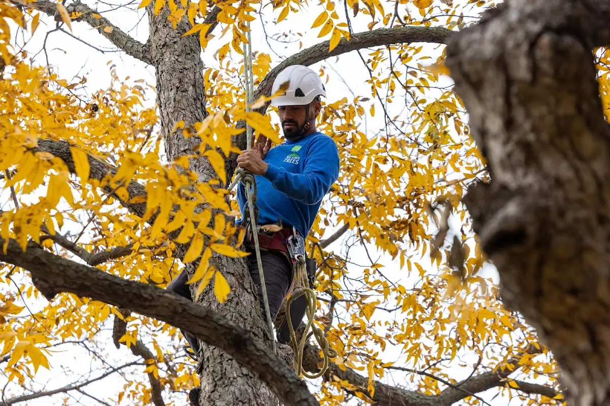 Skilled Tree Planing crew working in La Sal