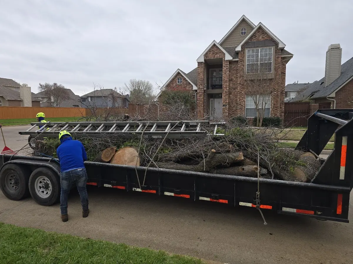 Expert Tree Removal with proper safety equipment in La Sal